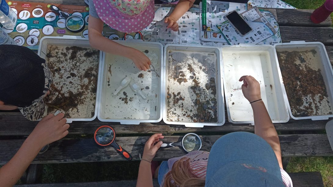 An overhead image of children identifying aquatic life in sample trays.