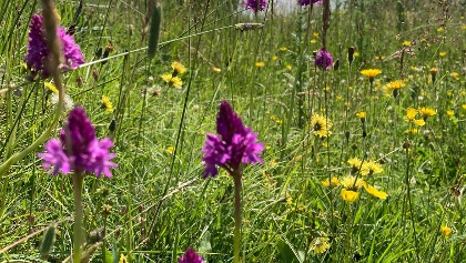 Little Solsbury Hill Circular (Bathscape Walk 9)