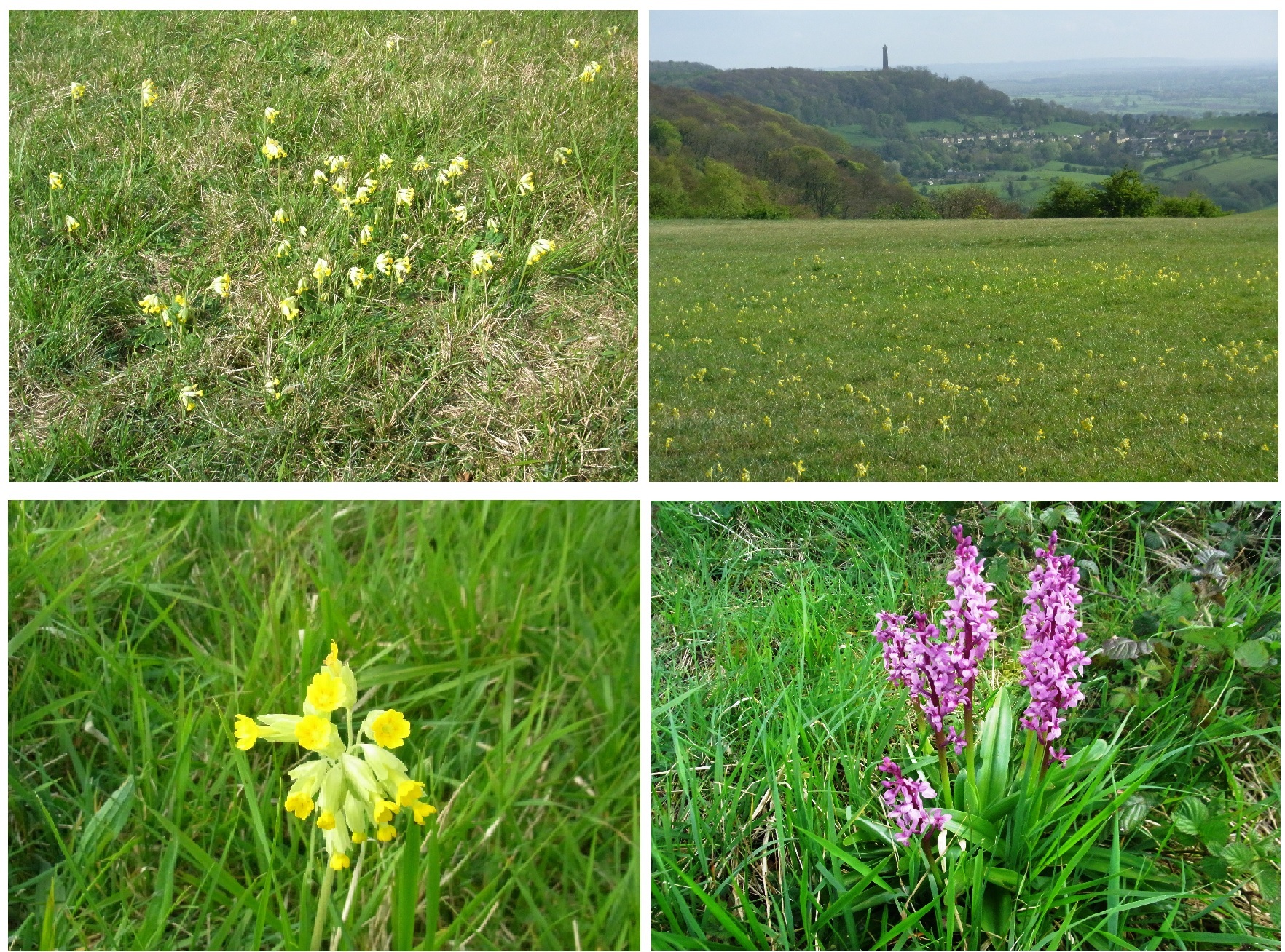 Third Thursday Walk' - Stinchcombe Hill and the Legacy of Sir Stanley Tubbs