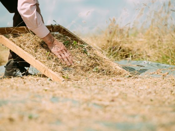 Summer concludes with a record seed harvest