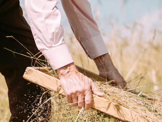 A photo of a man harvesting seeds