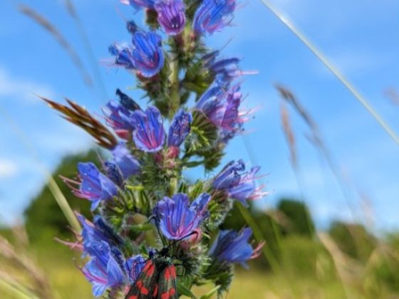 Butterly on a Vipers Bugloss plant