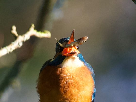 Images shows a kingfisher in the sunlight, eating a small fish. Image by Graham Hill.