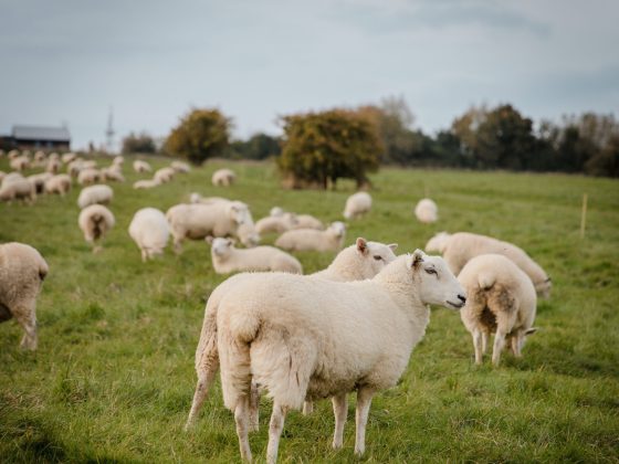 Image shows a herd of sheep in a grassy pasture.