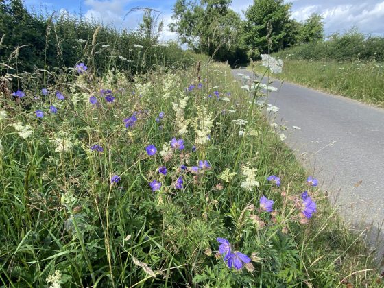 Image is of a roadside verge populated with wildflowers.