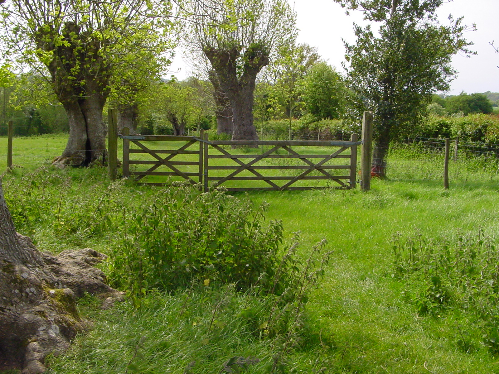 Ancient Woodland, a Holy Well and possibly Bluebells