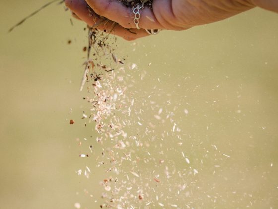 Image shows a hand sowing wildflower seeds outside. Image by Tea Smart.